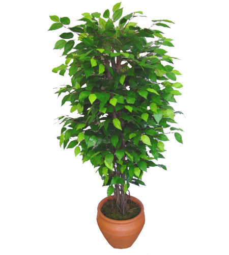 Ficus Benjamin 1,50 cm   Sakarya iek sat 