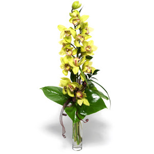  Sakarya online iek gnderme sipari  cam vazo ierisinde tek dal canli orkide