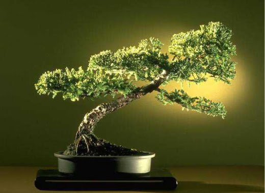 ithal bonsai saksi iegi  Sakarya iek maazas , ieki adresleri 