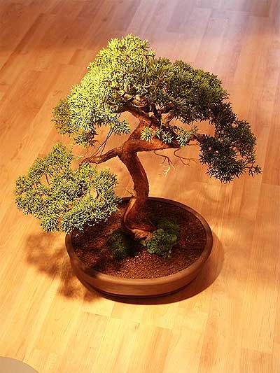 ithal bonsai saksi iegi  Sakarya ieki maazas 