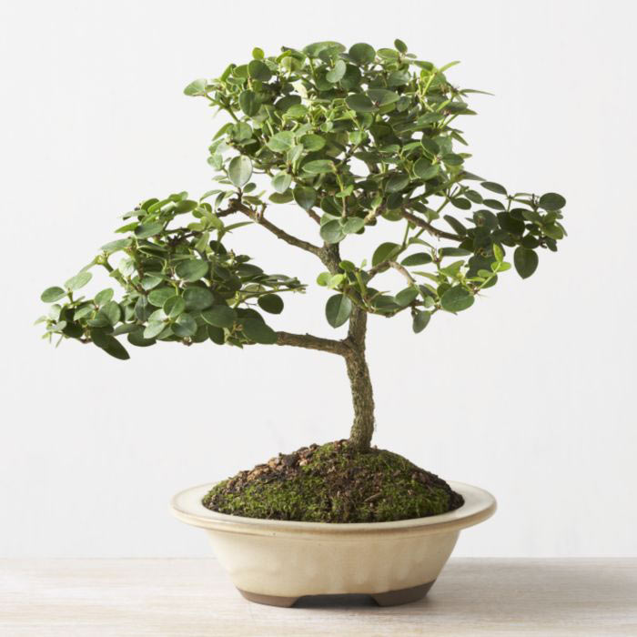 ithal bonsai saksi iegi  Sakarya ucuz iek gnder 
