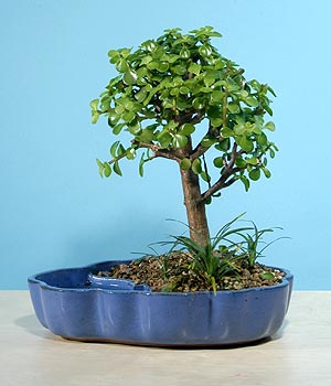 ithal bonsai saksi iegi  Sakarya yurtii ve yurtd iek siparii 