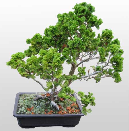 ithal bonsai saksi çiçegi  Sakarya online çiçek gönderme sipariş 