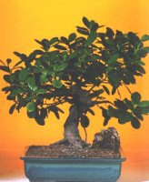  Sakarya 14 ubat sevgililer gn iek  ithal bonsai saksi iegi  Sakarya online ieki , iek siparii 