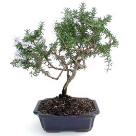 ithal bonsai saksi iegi  Sakarya 14 ubat sevgililer gn iek 