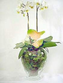  Sakarya anneler gn iek yolla  Cam yada mika vazoda zel orkideler