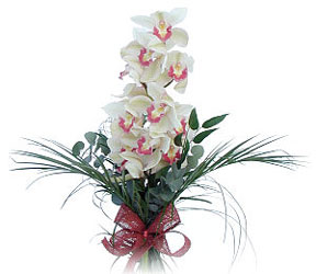  Sakarya kaliteli taze ve ucuz iekler  Dal orkide ithal iyi kalite
