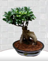 saks iei japon aac bonsai  Sakarya iek siparii sitesi 