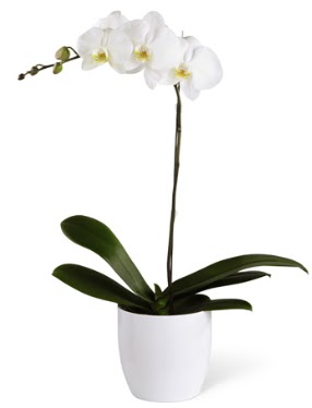 1 dall beyaz orkide  Sakarya ieki telefonlar 