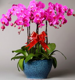 7 dall mor orkide  Sakarya ucuz iek gnder 