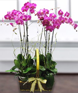 4 dall mor orkide  Sakarya internetten iek sat 
