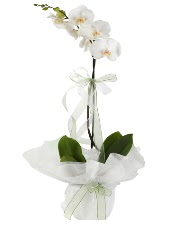 1 dal beyaz orkide iei  Sakarya iek yolla , iek gnder , ieki  