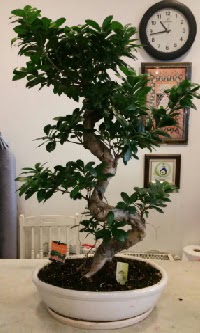 100 cm yüksekliğinde dev bonsai japon ağacı  Sakarya online çiçek gönderme sipariş 