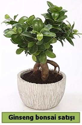 Ginseng bonsai japon aac sat  Sakarya 14 ubat sevgililer gn iek 