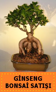 Ginseng bonsai sat japon aac  Sakarya iek gnderme sitemiz gvenlidir 