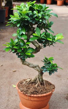 Orta boy bonsai saks bitkisi  Sakarya online ieki , iek siparii 