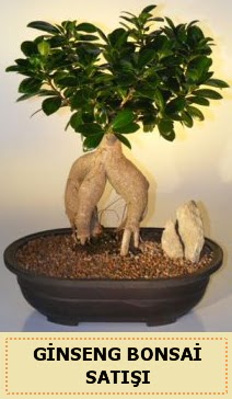 thal Ginseng bonsai sat japon aac  Sakarya kaliteli taze ve ucuz iekler 