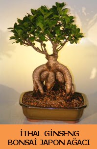 thal japon aac ginseng bonsai sat  Sakarya online iek gnderme sipari 
