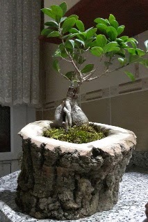 Ahap ktk ierisinde ginseng bonsai  Sakarya online ieki , iek siparii 