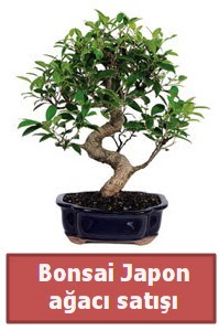 Japon aac bonsai sat  Sakarya kaliteli taze ve ucuz iekler 