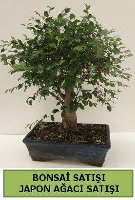 Minyatr bonsai japon aac sat  Sakarya cicek , cicekci 