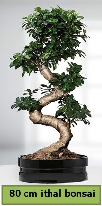 80 cm özel saksıda bonsai bitkisi  Sakarya 14 şubat sevgililer günü çiçek 