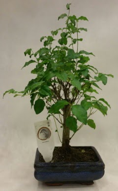 Minyatr bonsai japon aac sat  Sakarya 14 ubat sevgililer gn iek 