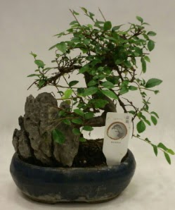 thal 1.ci kalite bonsai japon aac  Sakarya anneler gn iek yolla 