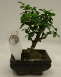 Kk minyatr bonsai japon aac  Sakarya uluslararas iek gnderme 