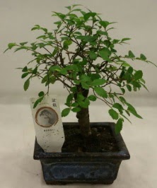 Minyatr ithal japon aac bonsai bitkisi  Sakarya anneler gn iek yolla 