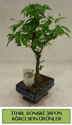 thal bonsai japon aac bitkisi  Sakarya iek , ieki , iekilik 