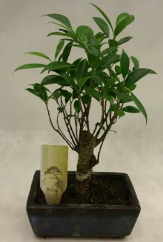 Japon aac bonsai bitkisi sat  Sakarya 14 ubat sevgililer gn iek 