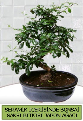 Seramik vazoda bonsai japon aac bitkisi  Sakarya kaliteli taze ve ucuz iekler 