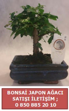 Japon ağacı minyaür bonsai satışı  Sakarya anneler günü çiçek yolla 