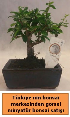 Japon aac bonsai sat ithal grsel  Sakarya cicekciler , cicek siparisi 