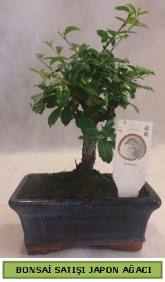Minyatür bonsai ağacı satışı  Sakarya uluslararası çiçek gönderme 