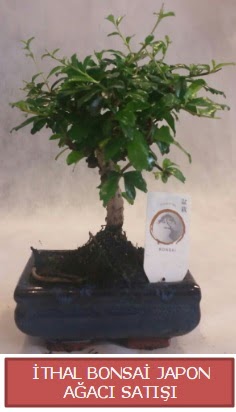 thal kk boy minyatr bonsai aa bitkisi  Sakarya 14 ubat sevgililer gn iek 