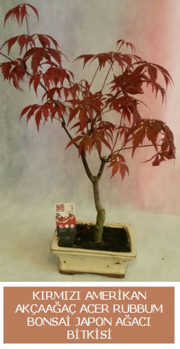 Amerikan akaaa Acer Rubrum bonsai  Sakarya iek gnderme 