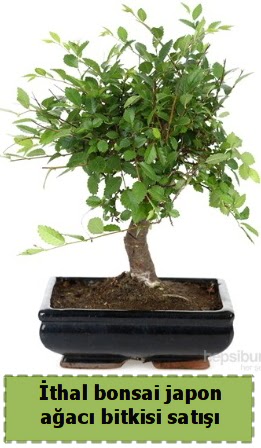 thal bonsai saks iei Japon aac sat  Sakarya online iek gnderme sipari 