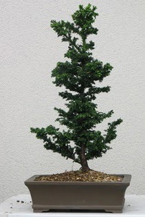 am aac bonsai bitkisi sat  Sakarya 14 ubat sevgililer gn iek 