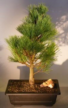 am aac japon aac bitkisi bonsai  Sakarya 14 ubat sevgililer gn iek 
