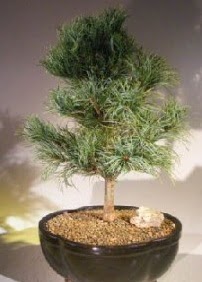 am aac bonsai bitkisi sat  Sakarya iek online iek siparii 
