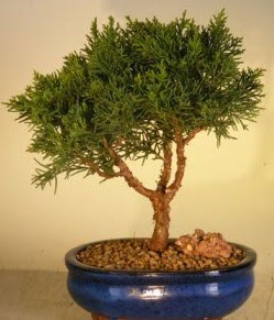 Servi am bonsai japon aac bitkisi  Sakarya cicekciler , cicek siparisi 