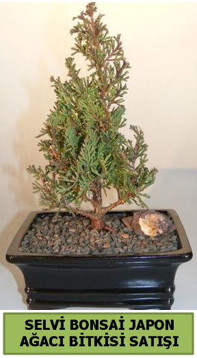 Selvi am japon aac bitkisi bonsai  Sakarya 14 ubat sevgililer gn iek 