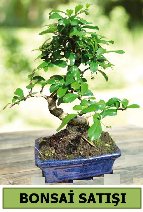 Çam bonsai japon ağacı satışı  Sakarya anneler günü çiçek yolla 