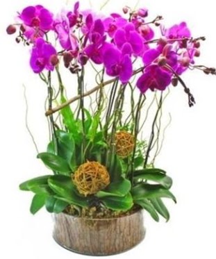 Ahap ktkte lila mor orkide 8 li  Sakarya gvenli kaliteli hzl iek 