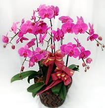 Sepet ierisinde 5 dall lila orkide  Sakarya iek online iek siparii 