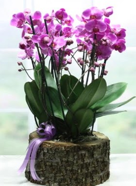 Ktk ierisinde 6 dall mor orkide  Sakarya iek online iek siparii 