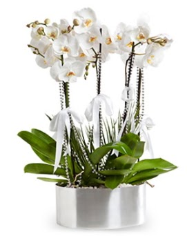 Be dall metal saksda beyaz orkide  Sakarya cicekciler , cicek siparisi 