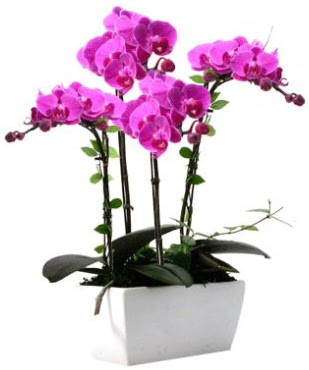 Seramik vazo ierisinde 4 dall mor orkide  Sakarya anneler gn iek yolla 